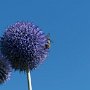 Kugeldistel
