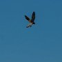 Falke giert