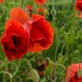 Klatschmohn